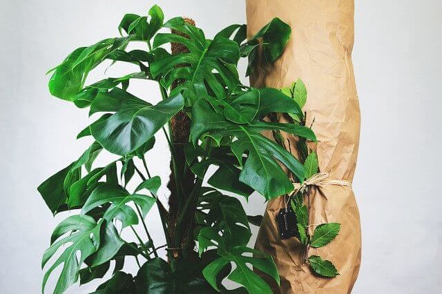Monstera next to wrapped plant