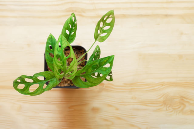 Monstera Obliqua Monstera Obliqua