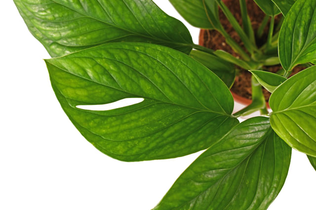 Monstera Pinnatipartita Monstera Pinnatipartita