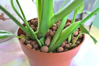 Monstera planted in Leca in a nursery pot Monstera planted in Leca in a nursery pot