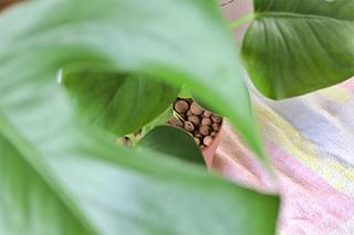 Monstera planted in Leca Monstera planted in Leca