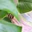 How to grow a Monstera in Leca