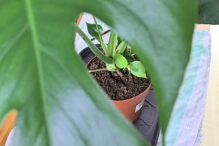 Monstera planted in soil Monstera planted in soil