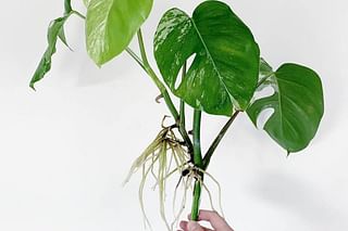 Propagating a monstera Propagating a monstera