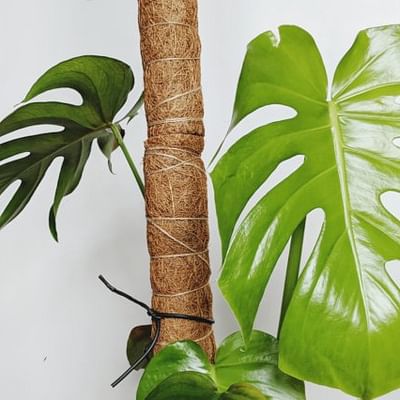 HFHOME Full Length 14 Inch Moss Pole, 2 Pcs 12 inches Coir Totem Poles Plant Support for Climbing Indoor Potted Plants, Coco Sticks for Monstera Pothos Creeper Philodendron House Plants Live Grow