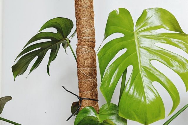 Monstera with a Moss pole