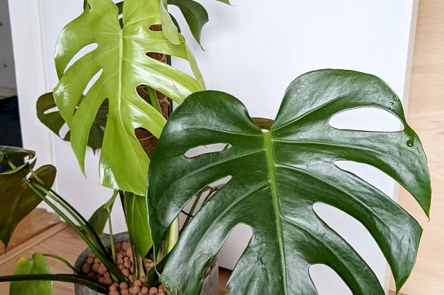 Monstera with new leaf