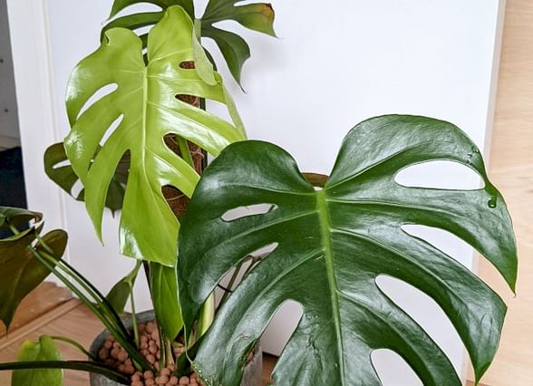 Monstera with new leaf