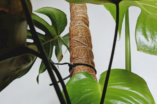 Moss pole for a Monstera