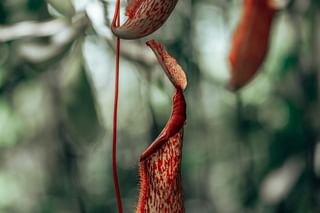Nepenthes hanging in the forest Nepenthes hanging in the forest