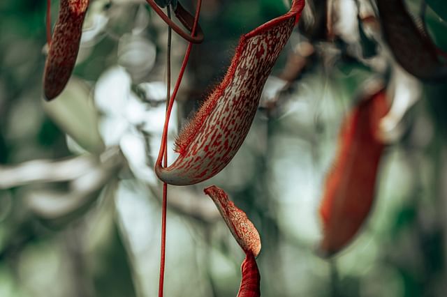 Nepenthes hangend in het bos Nepenthes hangend in het bos
