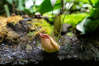 Nepenthes hanging on to a rock Nepenthes hanging on to a rock