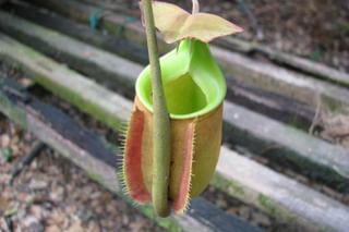 Nepenthes with ants on it Nepenthes with ants on it