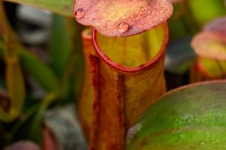 Nepenthes with water drop Nepenthes with water drop
