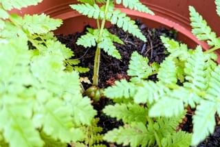 Fern in light soil Fern in light soil