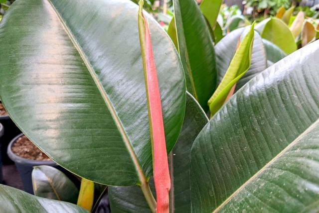 Nieuw blad op een Ficus Elastica
