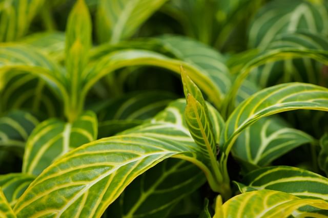 New growth on a Zebra plant