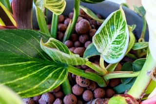 New Philodendron Birkin leaf in Leca New Philodendron Birkin leaf in Leca