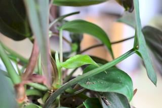 New philodendron leaf New philodendron leaf