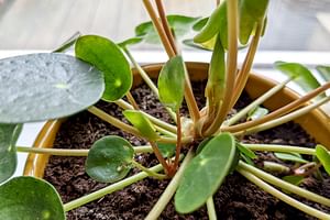 Vind de makkelijkste kamerplanten die snel groeien in je huis