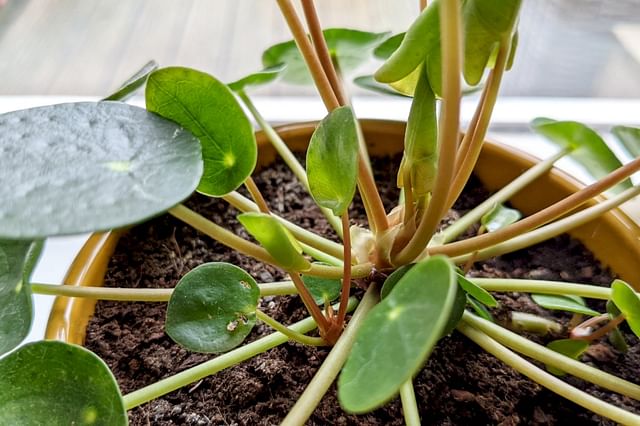 Vind de makkelijkste kamerplanten die snel groeien in je huis