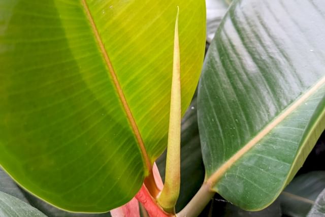 Nœud sur un Ficus Elastica