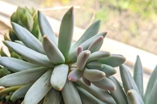 Offset on an echeveria Offset on an echeveria