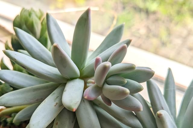 Offset op een echeveria Offset op een echeveria
