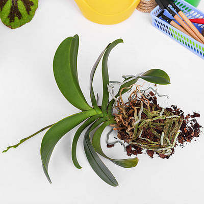 Orchid Wood Chips