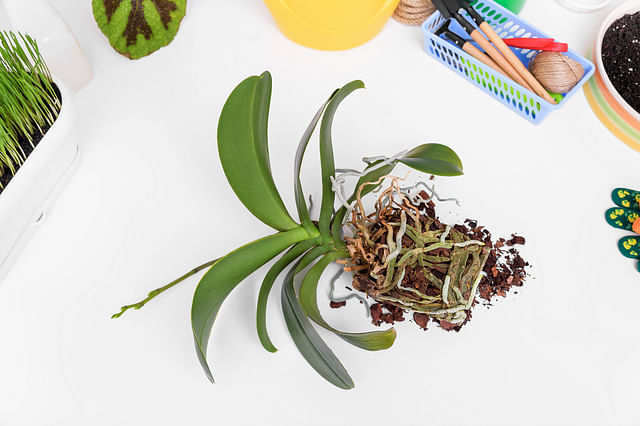 The ultimate plant care guide for an Orchid