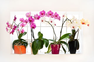 Orchids in Windowsill Orchids in Windowsill
