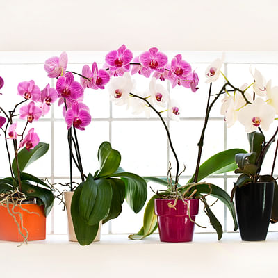 Beautiful Live Potted Twin Spiked Phalaenopsis Orchid and Chocolates. Perfect to Send for Any Occasion.