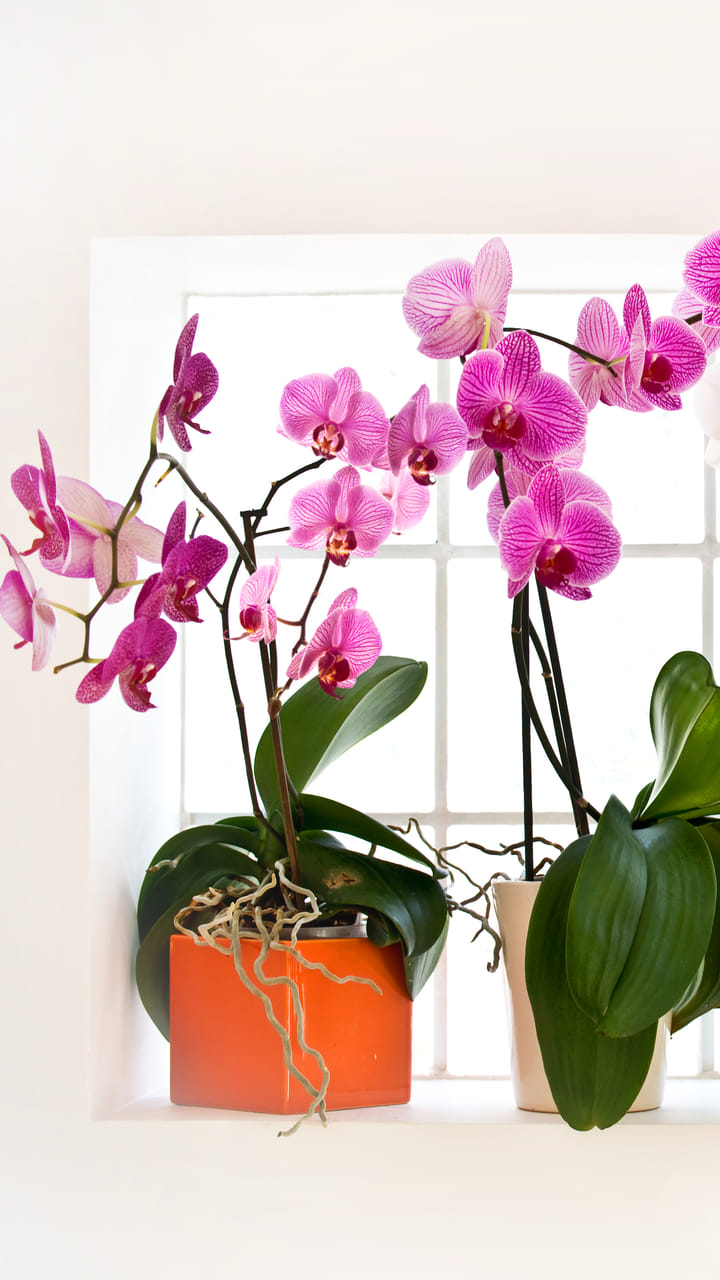 8 rispiges Orchideen 4er Set Übertopf weiß von Jawoll ansehen 8 rispiges Orchideen 4er Set Übertopf weiß von Jawoll ansehen