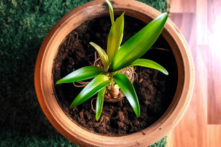 Overpotted plant Overpotted plant