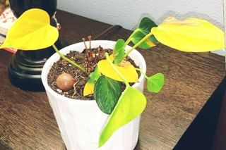 Overwatered plant with dry soil Overwatered plant with dry soil