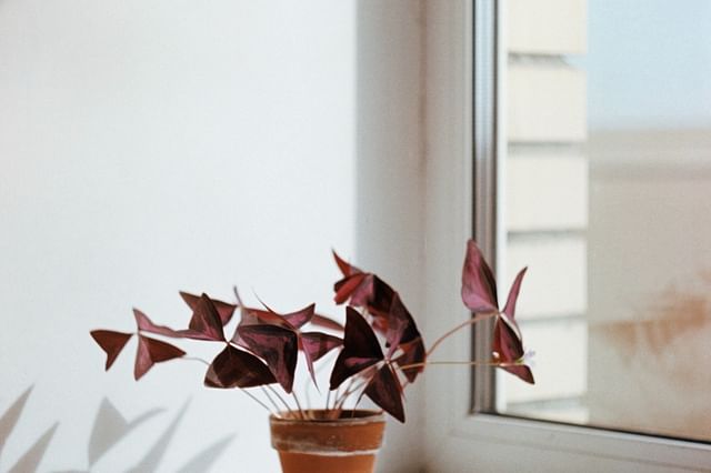Oxalis purpurea (Geluksklaver)
