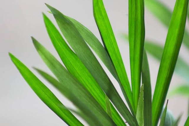 Parlor palm leaf