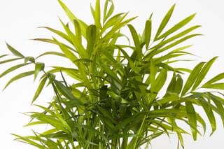 The ultimate guide for a Parlor Palm The ultimate guide for a Parlor Palm