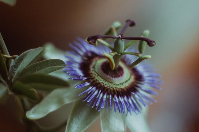 Purple passionflower (Passiflora incarnata)