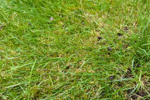 Verticuteren: Het ziet er destructief uit, maar het werkt!