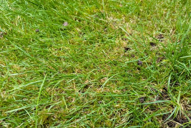 patchy-grass-20250817.jpg