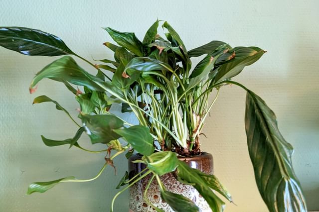 vredeslelie in donkere hoek vredeslelie in donkere hoek