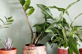 Peace Lily light exposure Peace Lily light exposure