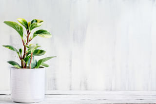 The ultimate plant care guide for the Peperomia Obtusifolia The ultimate plant care guide for the Peperomia Obtusifolia