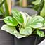 How to care for a Peperomia obtusifolia