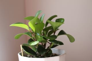 The ultimate plant care guide for the Peperomia (Radiator Plants) The ultimate plant care guide for the Peperomia (Radiator Plants)
