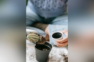 Woman repotting cactus Woman repotting cactus