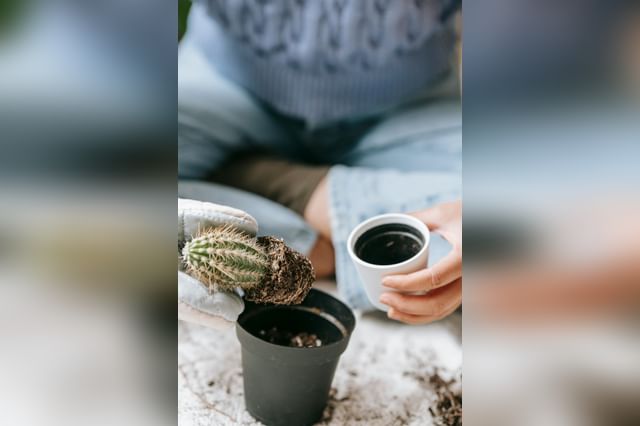 Vrouw verpot cactus Vrouw verpot cactus