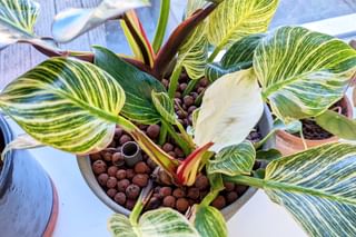 Philodendron Birkin in Leca from above Philodendron Birkin in Leca from above