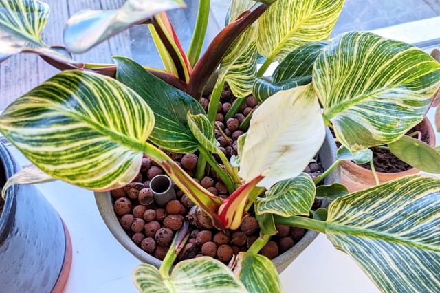 Philodendron Birkin in Leca van boven Philodendron Birkin in Leca van boven